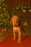 Hungarian Vizsla dogs 🏆🇭🇺 KC Registered Hungarian Vizsla Pups - Advert 2