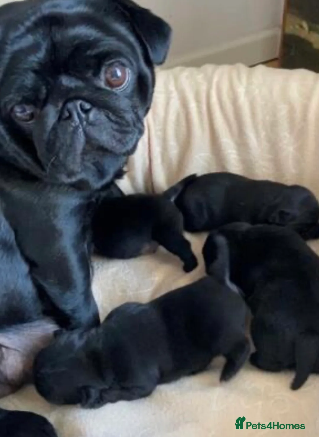 Pug dogs for sale: Doug the pug in Buckingham - Advert 1