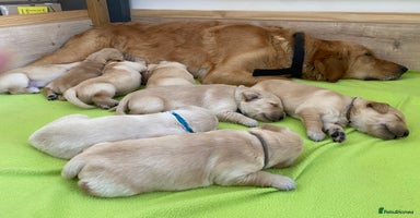 Golden Retriever dogs - Advert 4