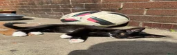 Mixed Breed cats for sale: Cute Kittens - Advert 13