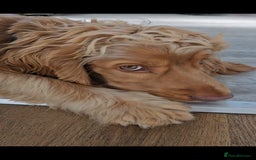 Cocker Spaniel dogs for sale: 8 month old show cocker - Image 11