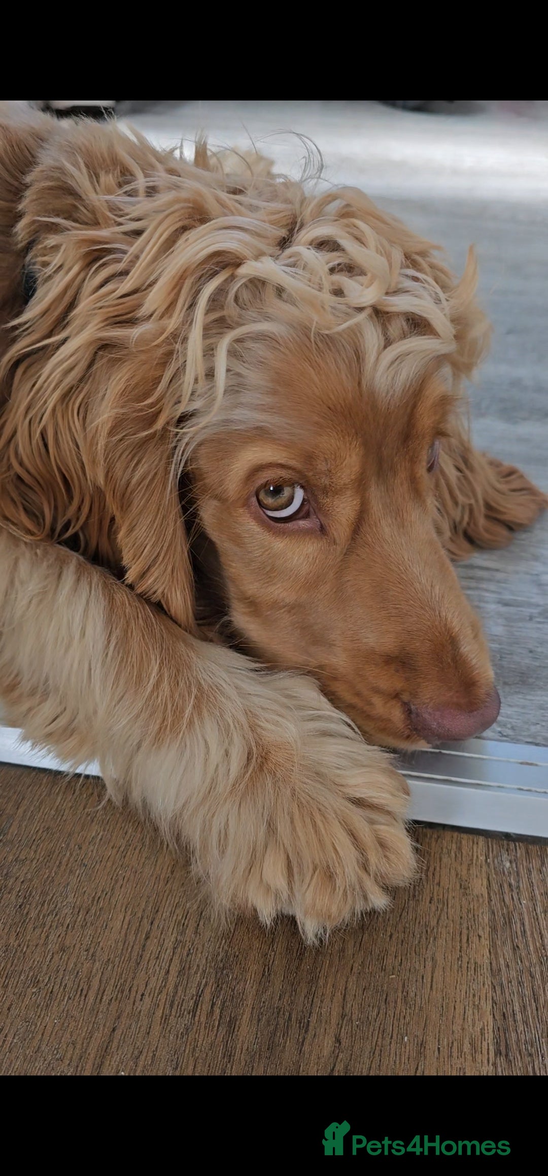 Cocker Spaniel dogs for sale: 8 month old show cocker - Image 11