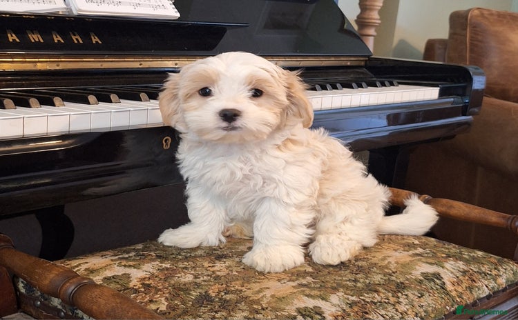 Cavachon dogs - Advert 15