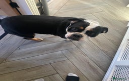 Olde English Bulldogge dogs for sale: 5yr old bulldog for rehoming  - Image 2