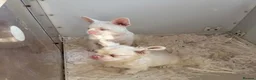 French Bulldog dogs for sale: 2 top quality French bulldogs  - Advert 5