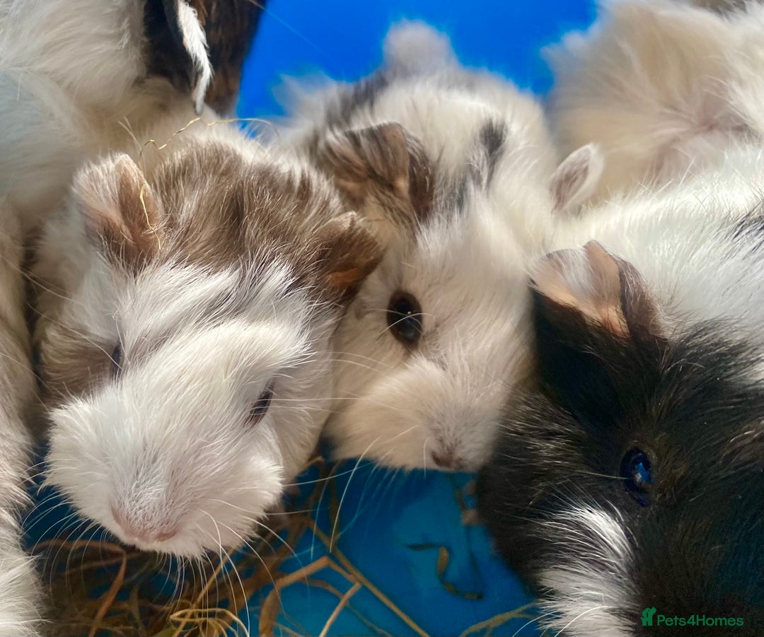 Guinea Pig rodents for sale: Baby guineas boys and girls available  - Image 4