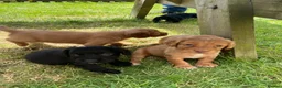 Cocker Spaniel dogs for sale: Stunning litter of cocker spaniels pups  in Ruthin - Advert 9