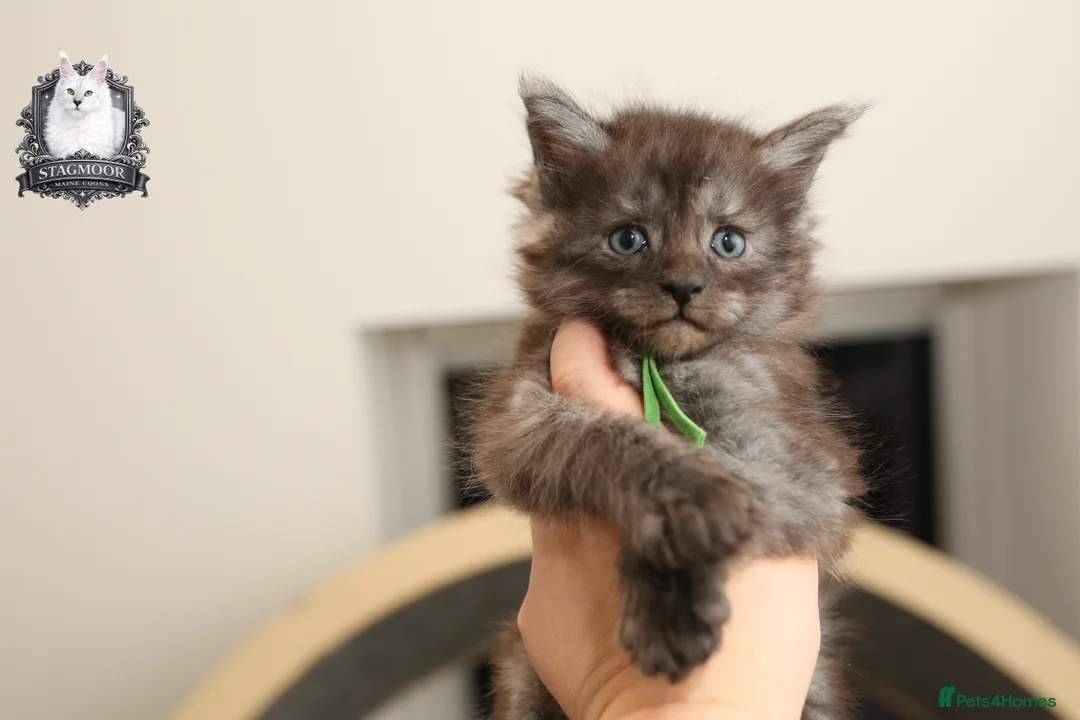 Maine Coon cats for stud: European Championship Carries Shaded GCCF & TICA - Advert 9