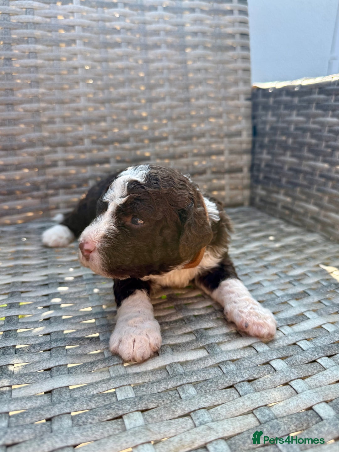 Spanish Water Dog dogs for sale: Spanish Water Dog Puppies  - Image 13