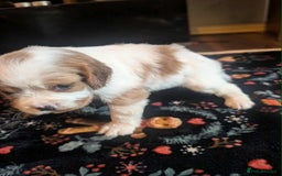 Cavalier King Charles Spaniel dogs for sale: Adorable Puppies Looking for Their Forever Homes! - Image 7