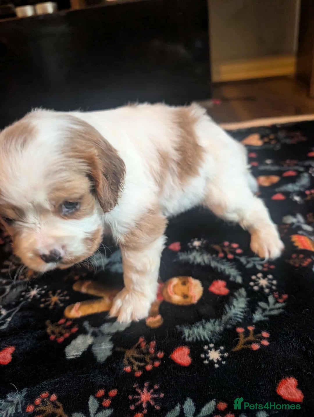 Cavalier King Charles Spaniel dogs for sale: Adorable Puppies Looking for Their Forever Homes! - Image 7
