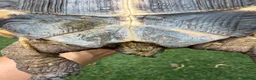 Tortoise reptiles for sale: Horsefield tortoise 2 years old female in Bolton - Advert 8