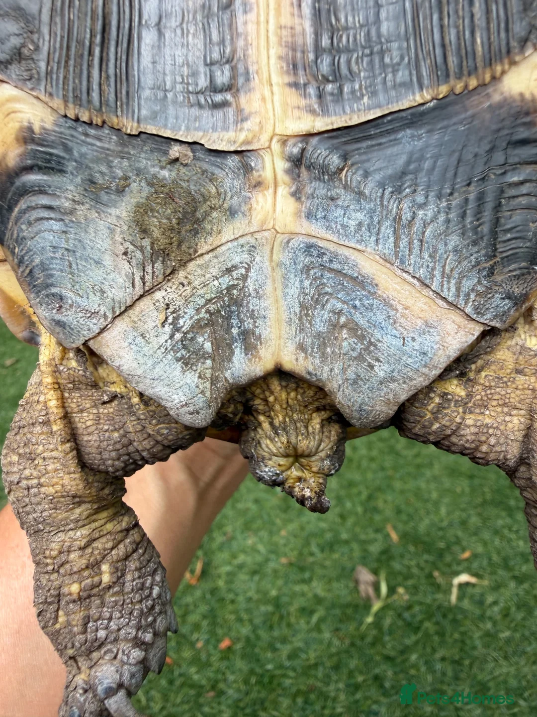 Tortoise reptiles for sale: Horsefield tortoise 2 years old female in Bolton - Advert 8
