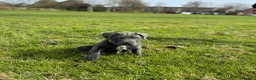 Cane Corso dogs for sale: Rehome Cane Corso Puppy - Advert 4