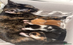 Mixed Breed cats for sale: Kittens for sale:) - Image 7