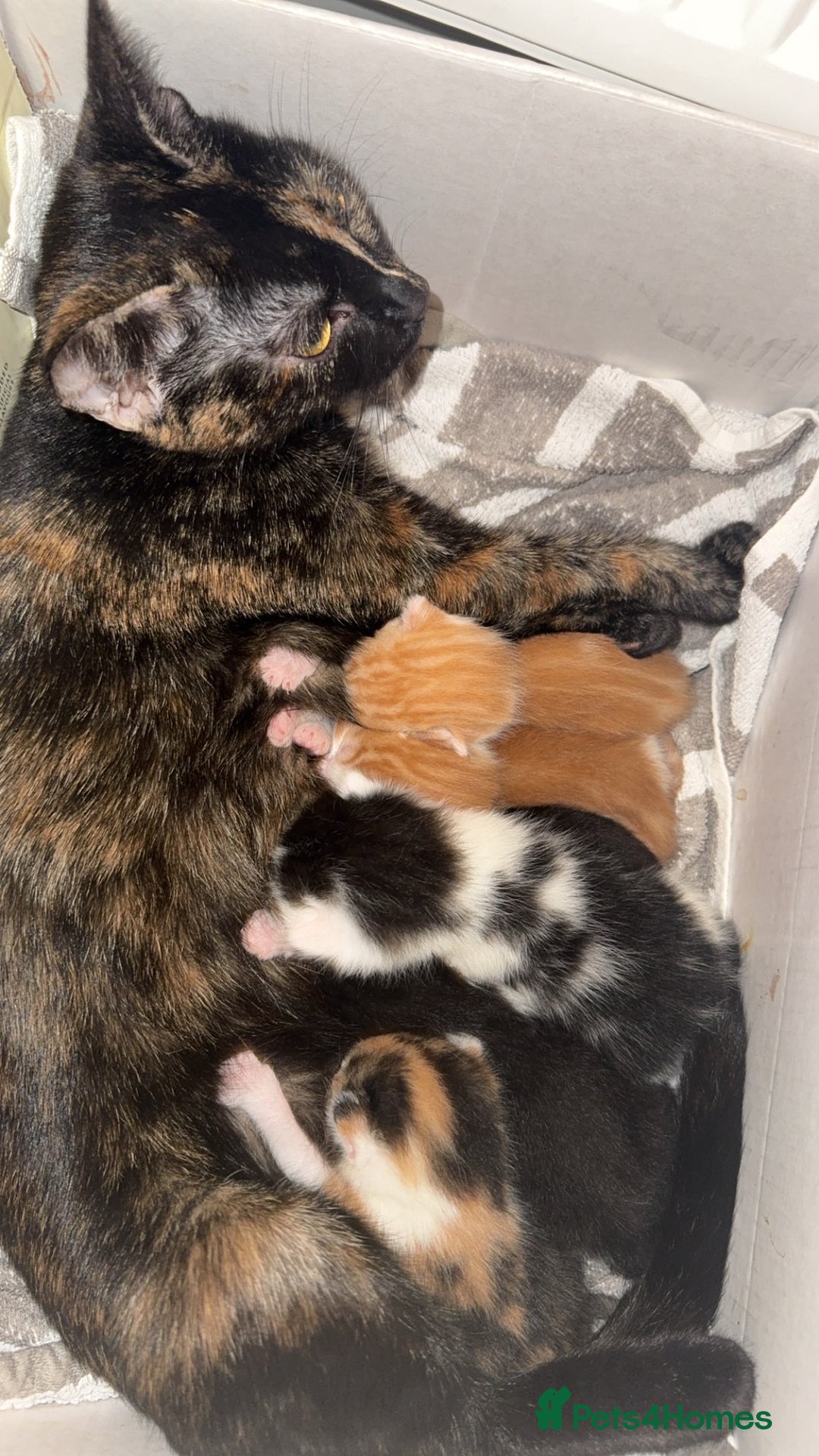 Mixed Breed cats for sale: Kittens for sale:) - Image 7