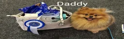 Pomapoo dogs for sale: Last Gorgeous female Pomapoo puppy  - Advert 6