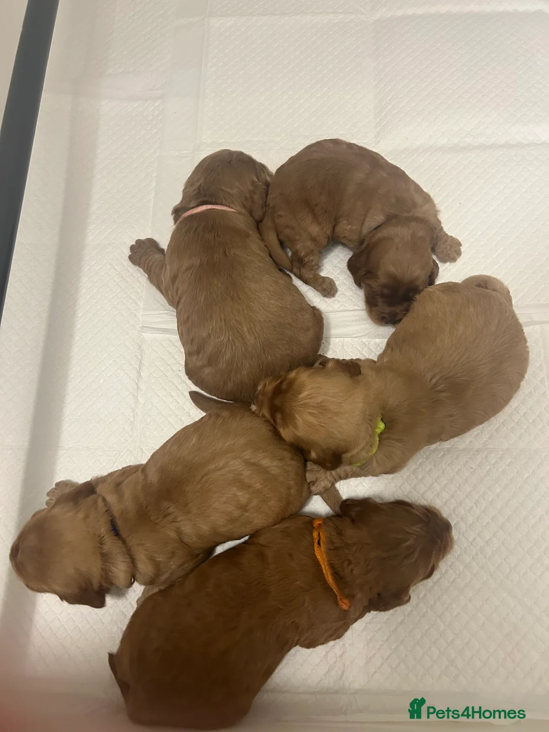 Cockapoo dogs for sale: Stunning cockapoo pups!  - Advert 16