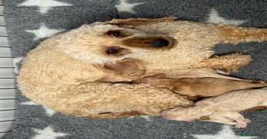 Miniature Poodle dogs in Lanark - Advert 9