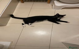 British Shorthair cats for sale: Charlie - Image 3