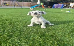 Miniature Schnauzer dogs for sale: *MINi SCHNAUZERS PUPPIES* - Image 17