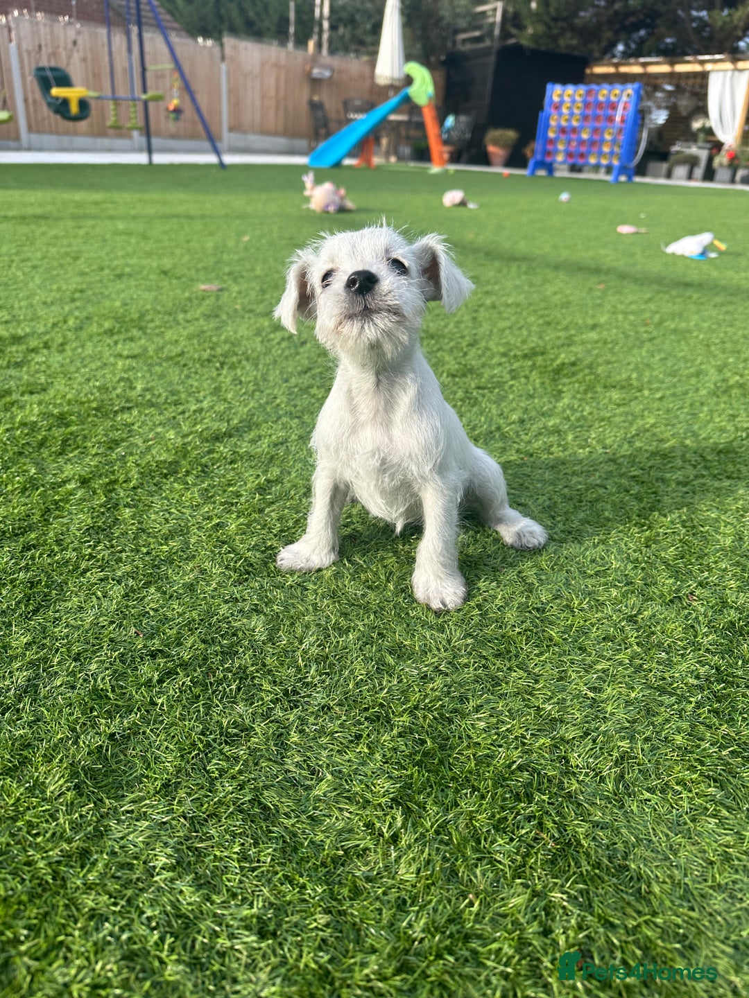 Miniature Schnauzer dogs for sale: *MINi SCHNAUZERS PUPPIES* - Image 17