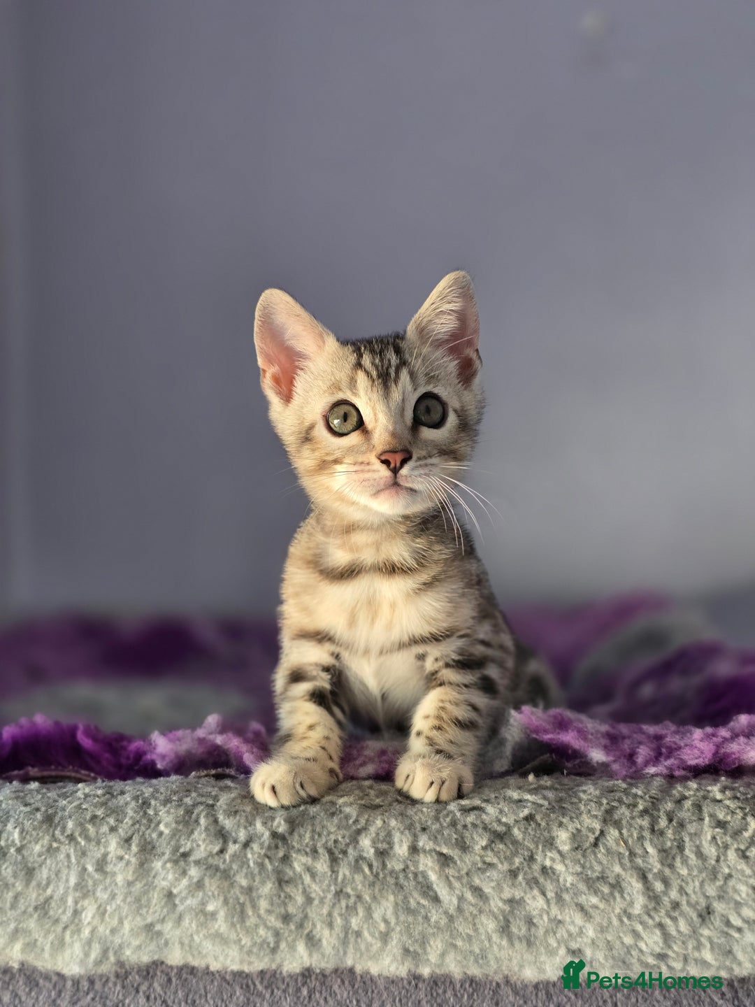 Bengal cats for sale: TICA Champion Bengal Kittens  - Image 6