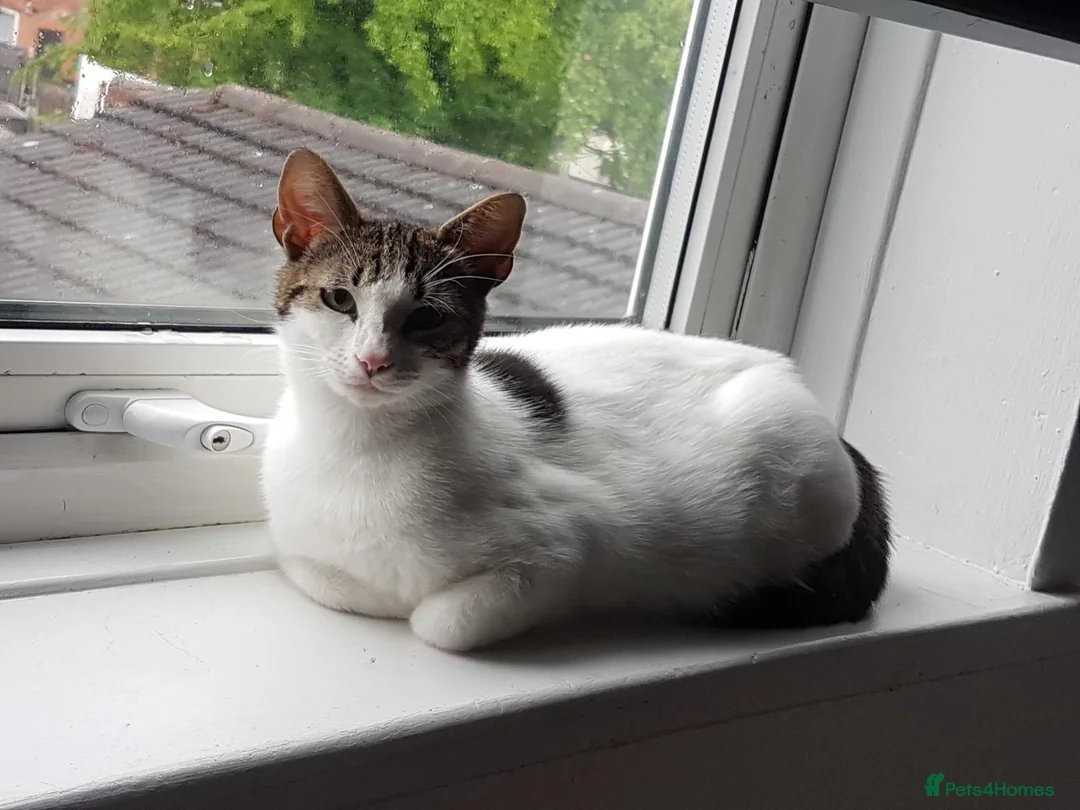 Mixed Breed cats for sale: Beautiful female kitten . - Advert 12