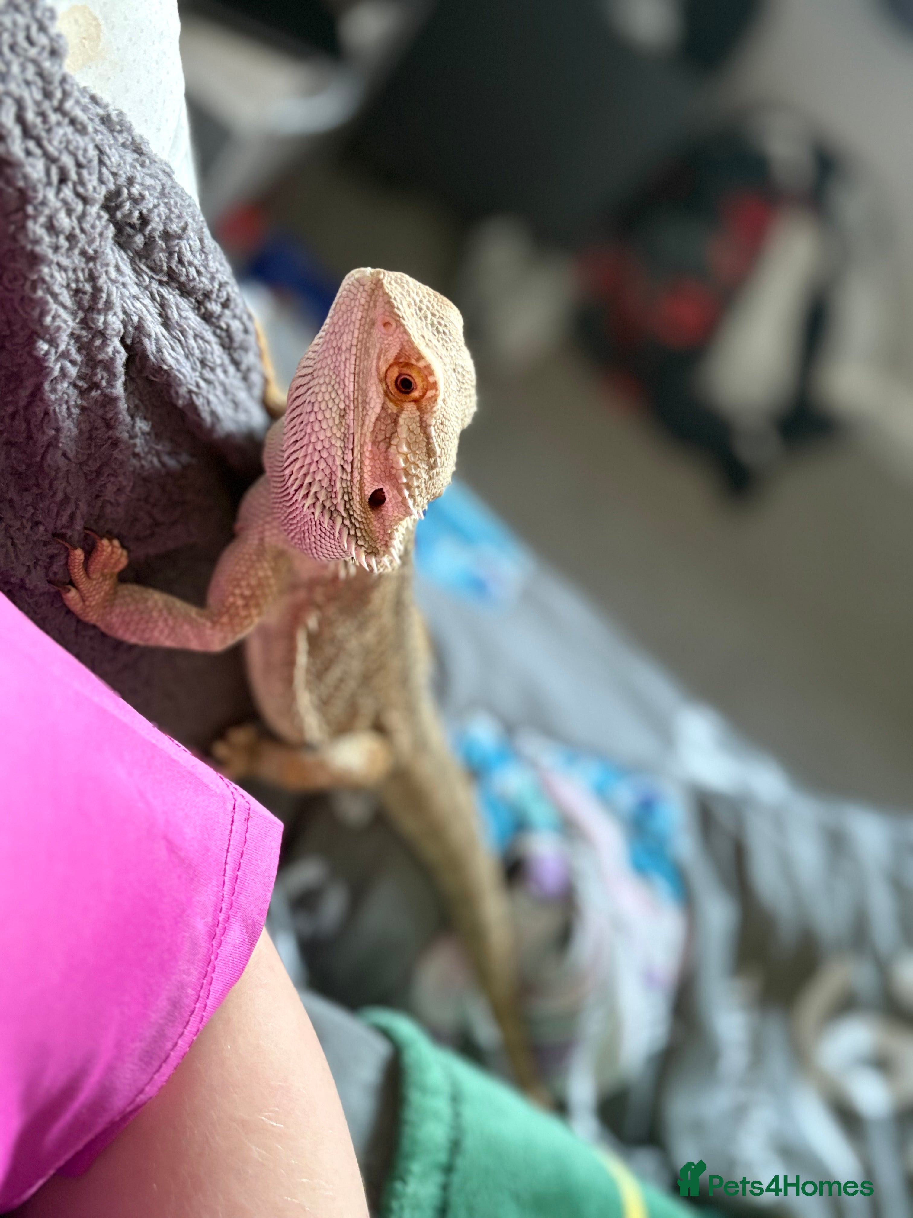 Bearded Dragon reptiles Bearded dragon & Viv  - Advert 13