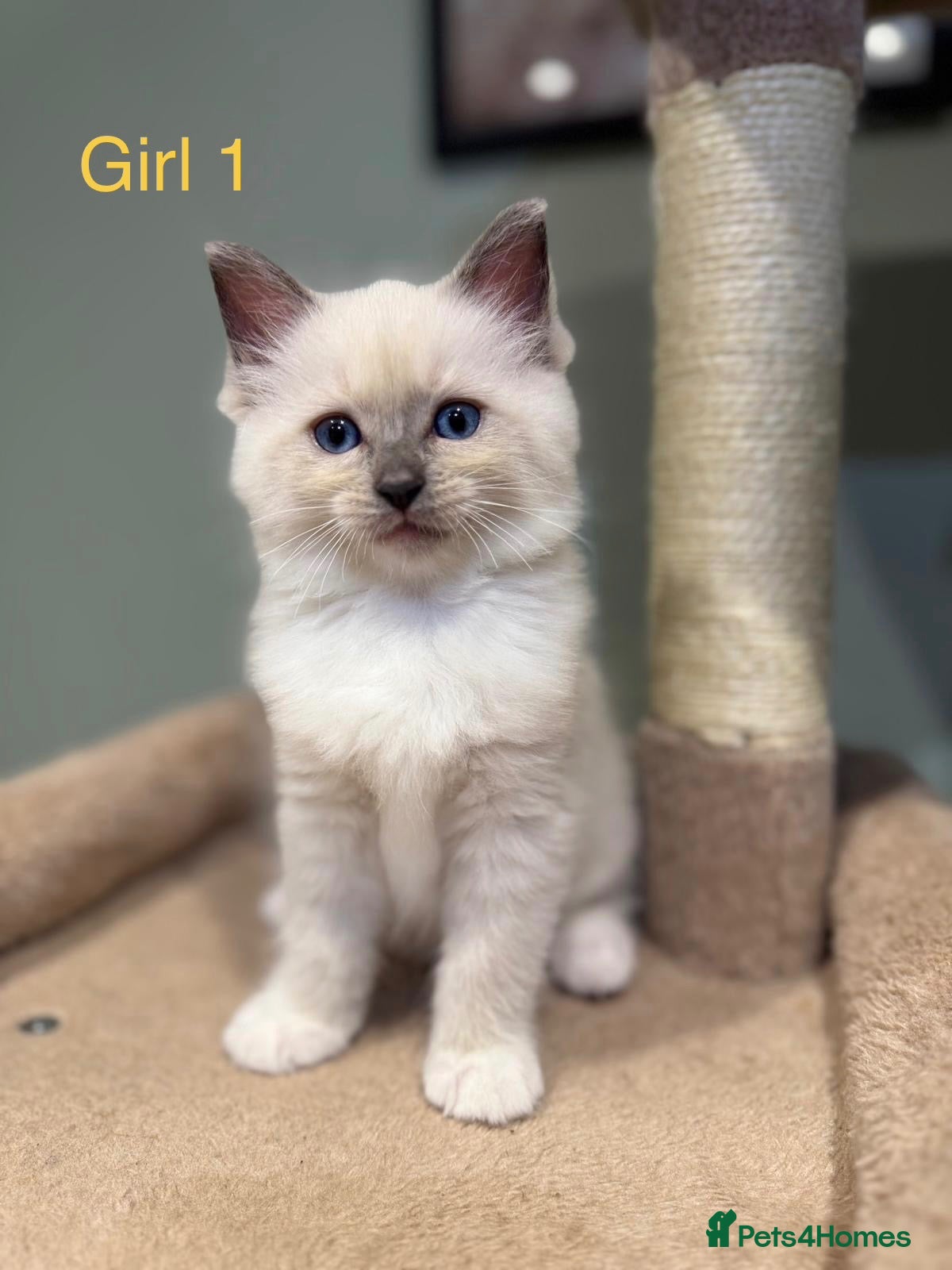 Ragdoll cats Beautiful purebred ragdoll kittens - Advert 1