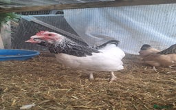 Chickens poultry for sale: Three sussex bantam hens - Image 1