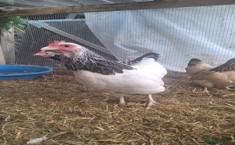Chickens poultry - Advert 1