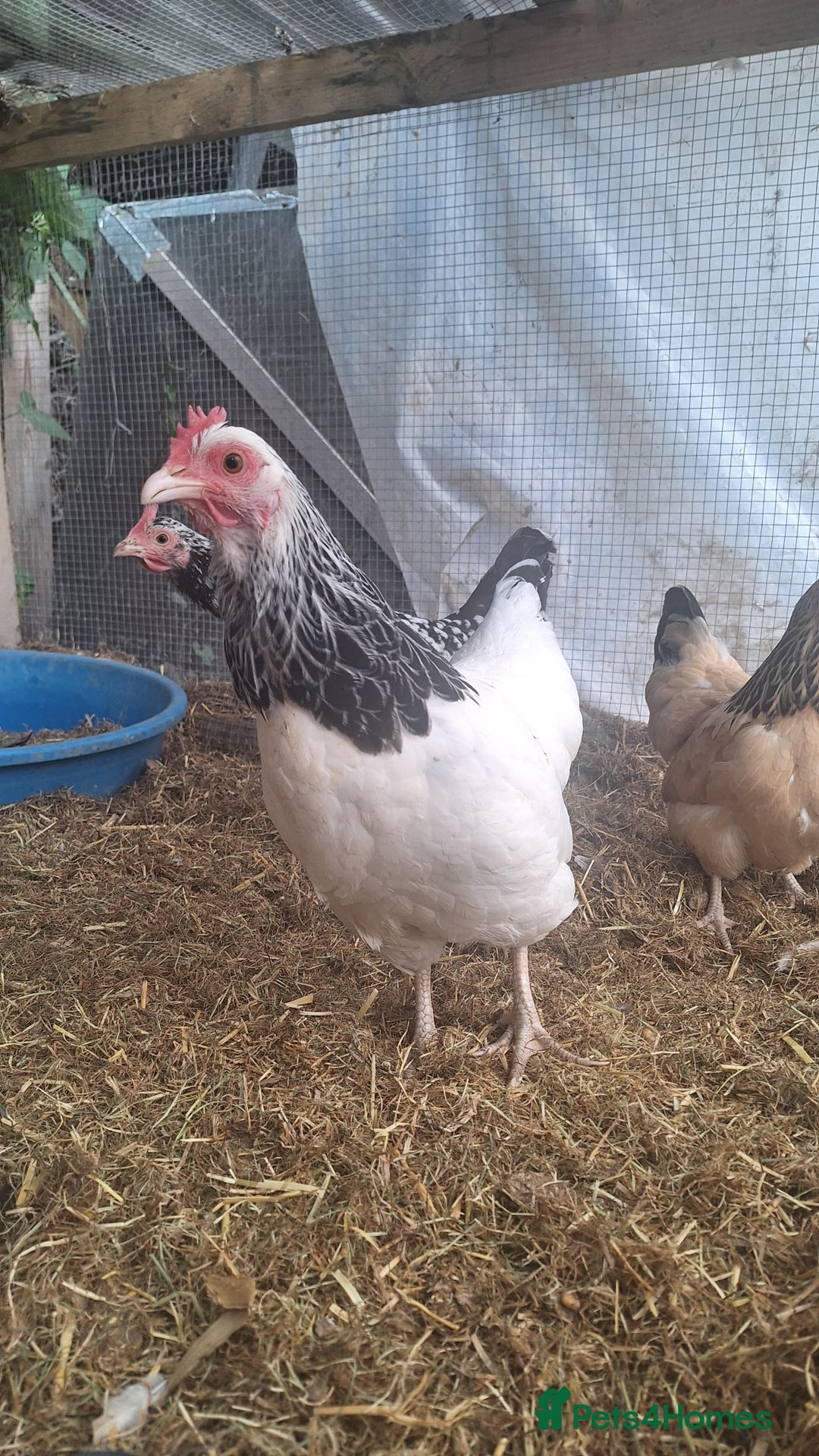 Chickens poultry for sale: Three sussex bantam hens - Image 1