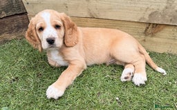 Sprocker dogs for sale: Sprockers For Sale  - Image 5