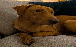 Labrador Retriever dogs for sale: Rufus 10 month old Red Fox Lab - Image 7