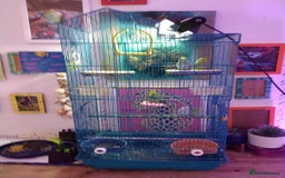 Parrots birds for sale: Parrotles pairs for sale for 60 one pair - Image 2