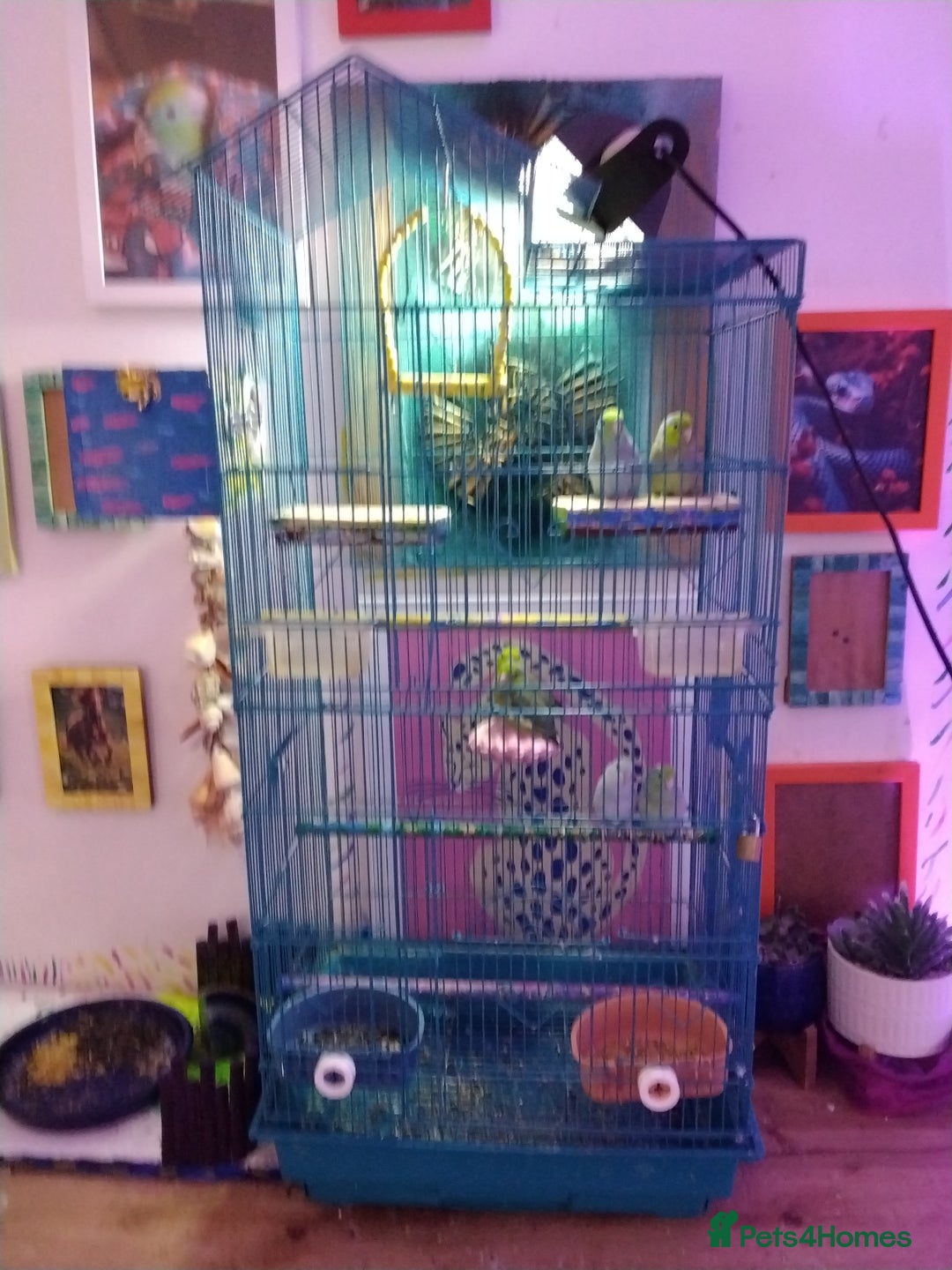 Parrots birds for sale: Parrotles pairs for sale for 60 one pair - Image 2