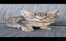 Mixed Breed cats for sale: 3 Bengal mix kittens ready for their new homes - Image 3
