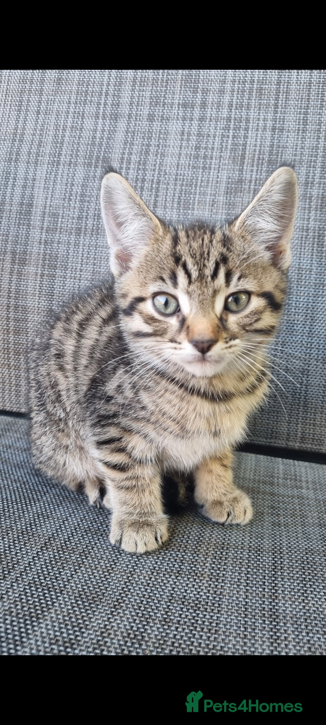 Mixed Breed cats for sale: 3 Bengal mix kittens ready for their new homes - Image 3
