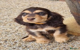 Cocker Spaniel dogs for sale: Gorgeous Chocolate & Sable Show Cocker Pups Ready - Image 29