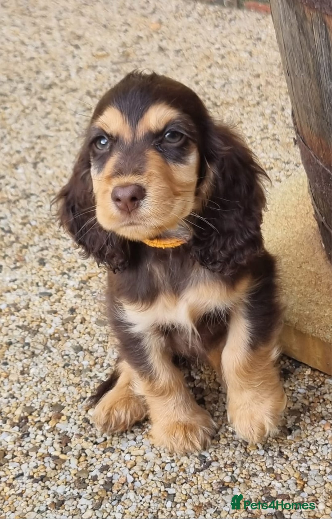 Cocker Spaniel dogs for sale: Gorgeous Chocolate & Sable Show Cocker Pups Ready - Image 29