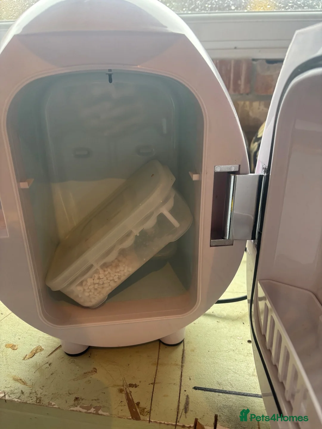 Leopard Gecko reptiles for sale: 2 mature tangerine leopard geckos  in Hornchurch - Advert 9