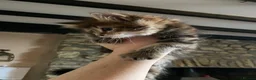 Maine Coon cats for sale: Stunning Maine coon x chinchilla kittens  in Llandysul - Advert 8