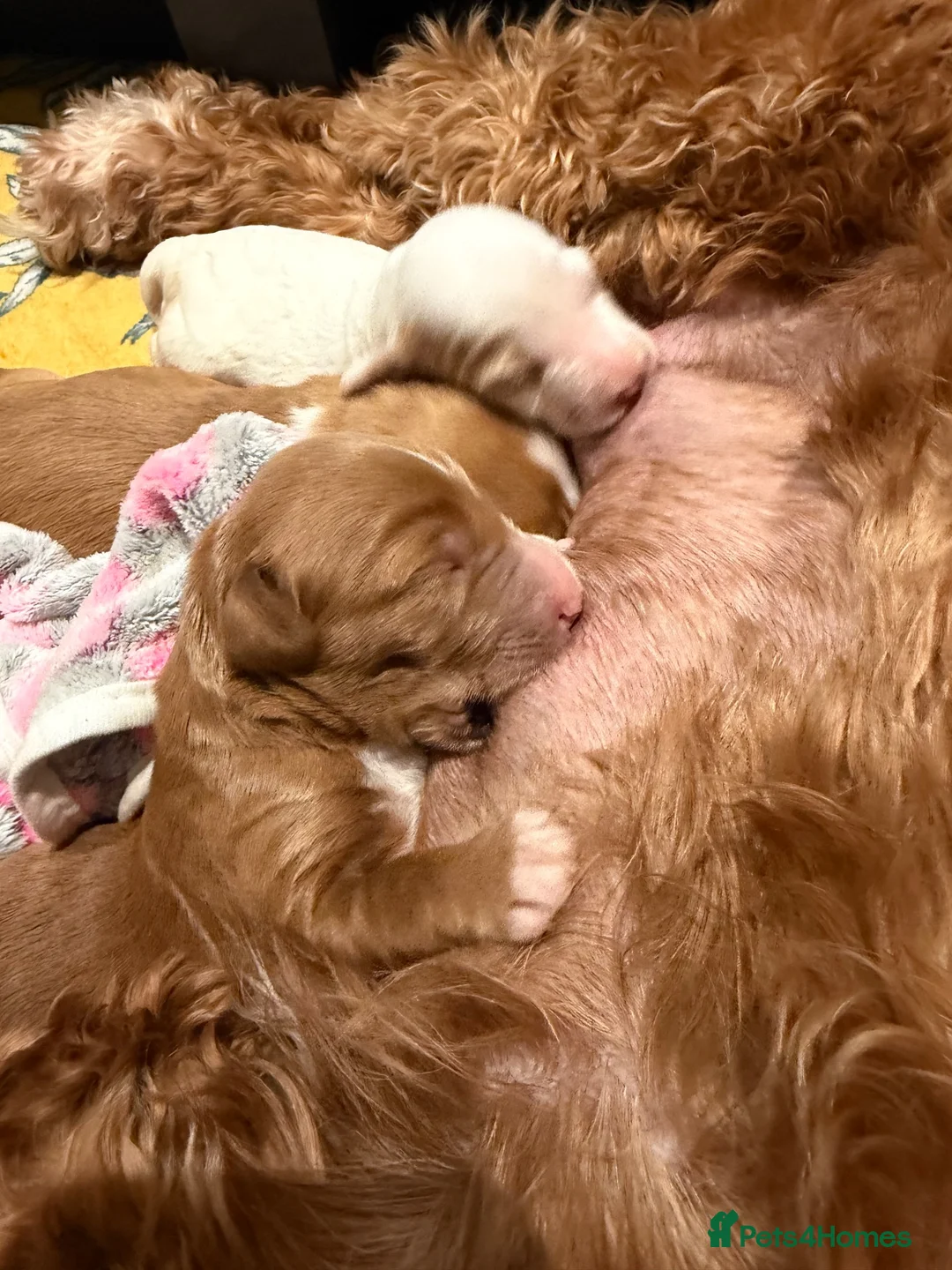 Australian Labradoodle dogs for sale: Exceptional Australian Labradoodles - Advert 31