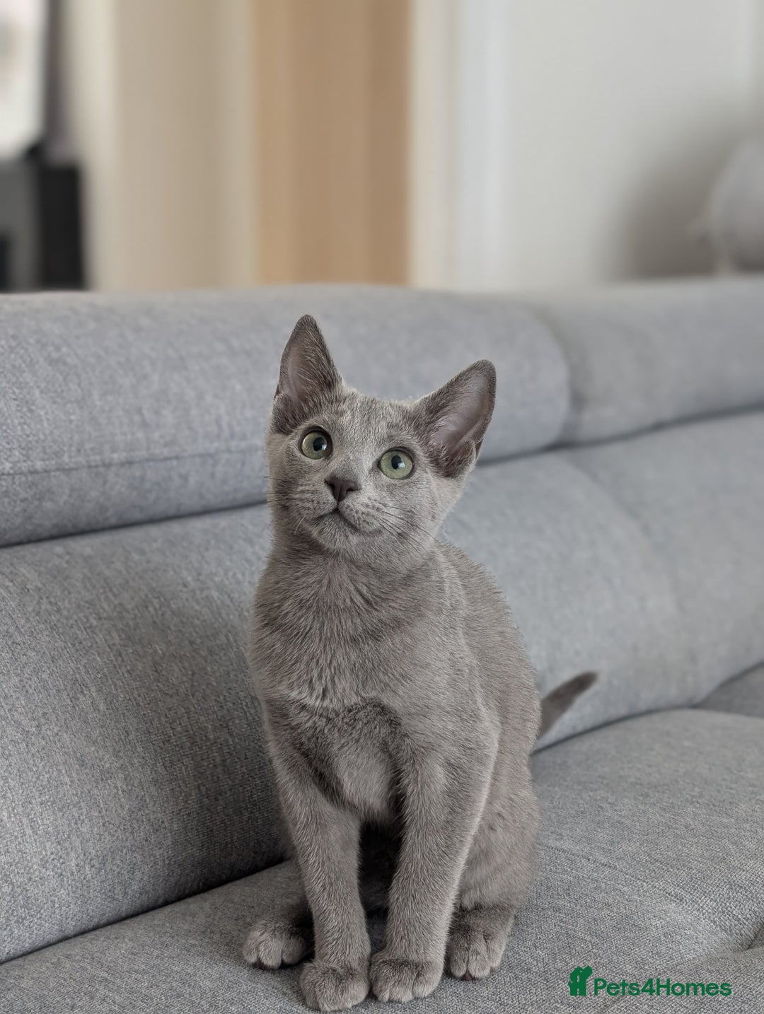Russian Blue cats for sale: Last Russian Blue girl - Image 2