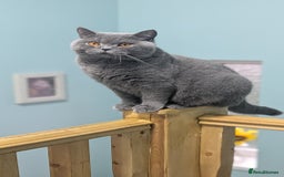 British Shorthair cats for sale: Best quality Gccf registered lilac kittens  - Image 18