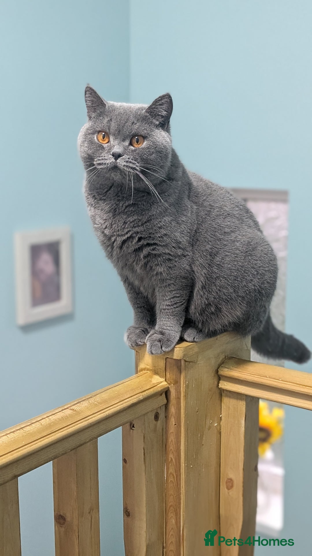British Shorthair cats for sale: Best quality Gccf registered lilac kittens  - Image 18