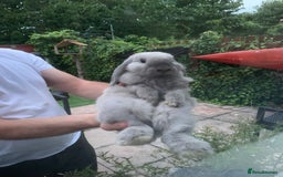 Beveren rabbits for sale: Two lovely rabbits looking for a new home  - Image 1