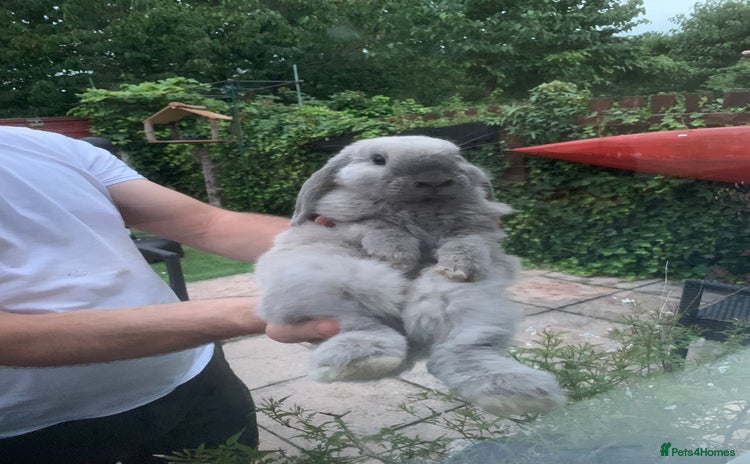 Beveren rabbits - Advert 13