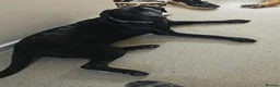 Labrador Retriever dogs for sale: 11 month old purebred drakeshead labrador. - Advert 3